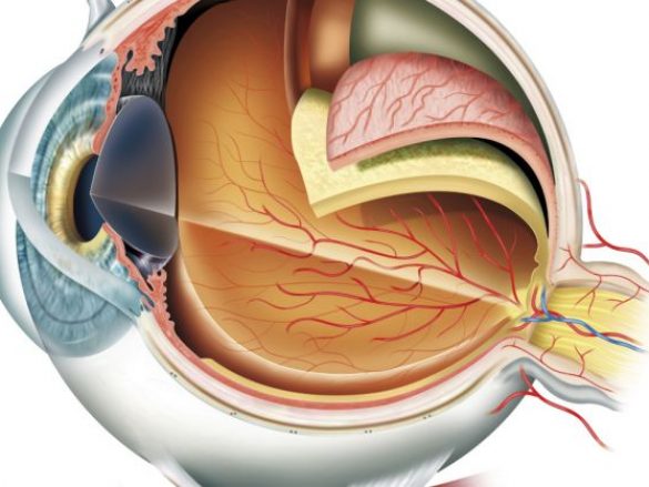 Partes del ojo humano