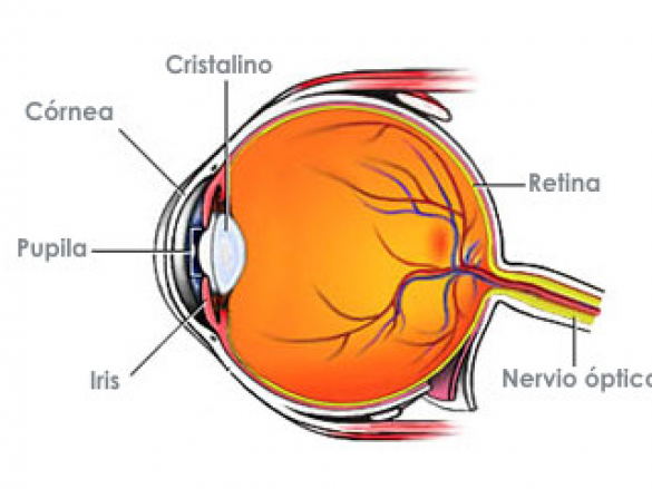 ¿Qué es la Retina?