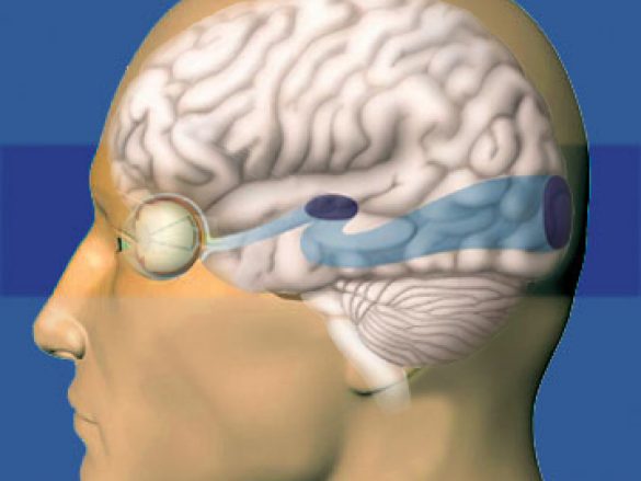 ¿Cómo se conecta el ojo con el cerebro?