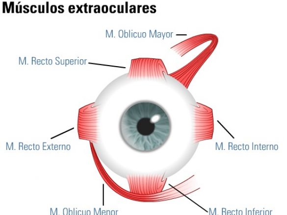 Los músculos extraoculares