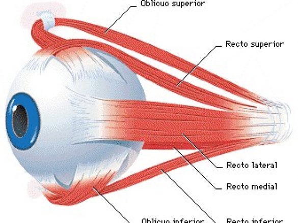 Músculos del Ojo Humano