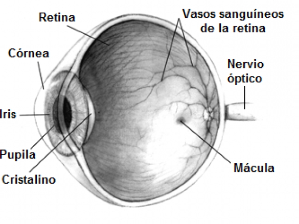 ¿Qué cosas pueden dañar tu retina?