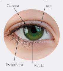 Como funciona el ojo