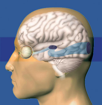 ¿Cómo se conecta el ojo con el cerebro?